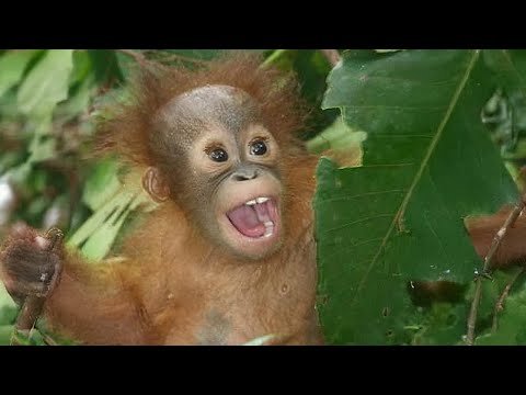 Je ne m'attendais pas à cela... mais ces singes ont illuminé ma journée !
