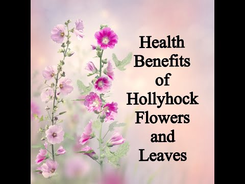 Health and Healing Benefits of Hollyhock Flowers and Leaves