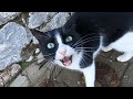 Tuxedo Cat Who Starts To Meow Loudly When She Sees Me Is So Cute But A Little Jealous