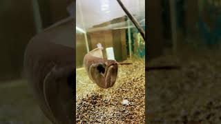 Kanimaa #arrahman #entertainment #folksong #tamilcinema #song #lovemusic #waterfall #pspinsights