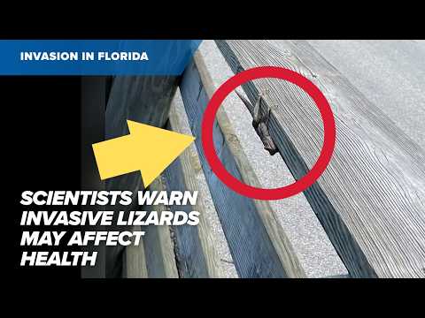 Invasive Agama lizards spreading across Florida raise health concerns