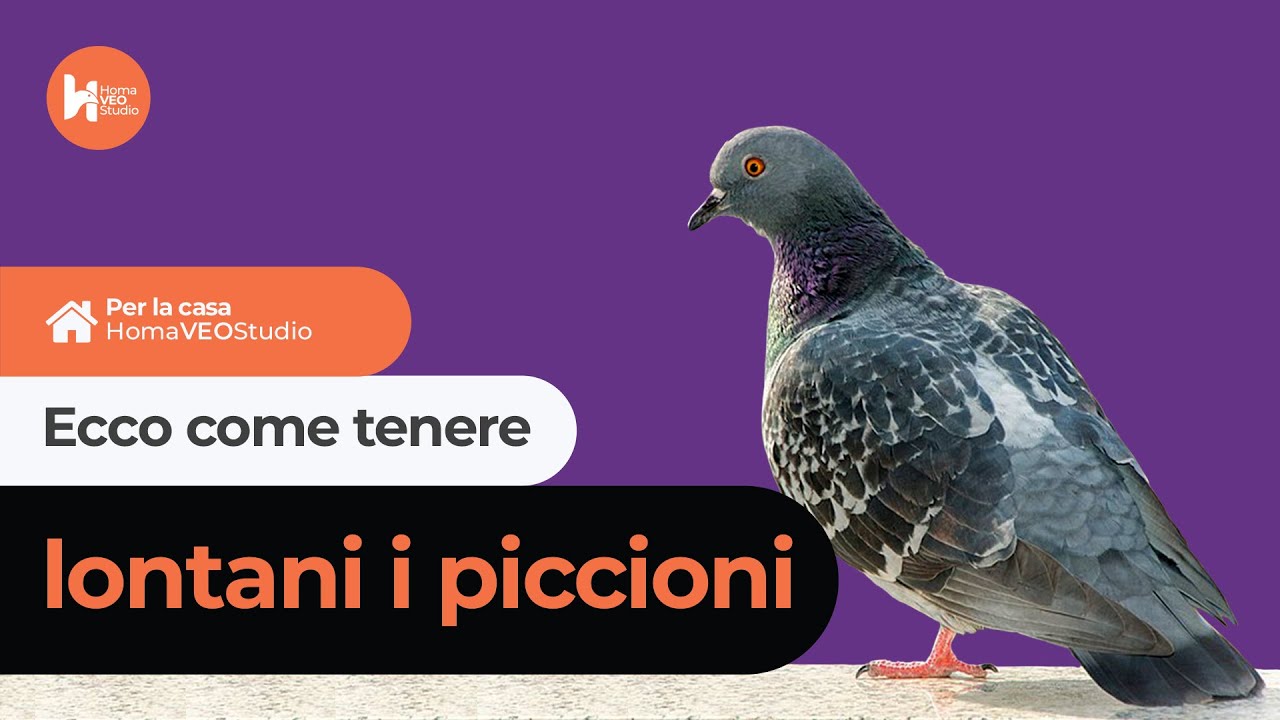 Come allontanare i Piccioni con i versi di Rapaci