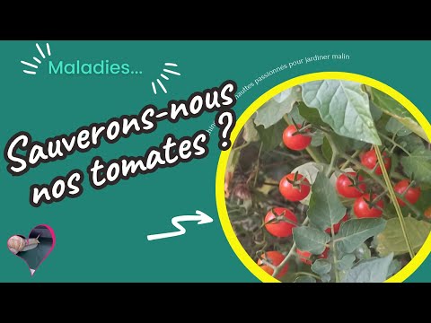 , title : 'Sauverons-nous nos tomates du mildiou ?'