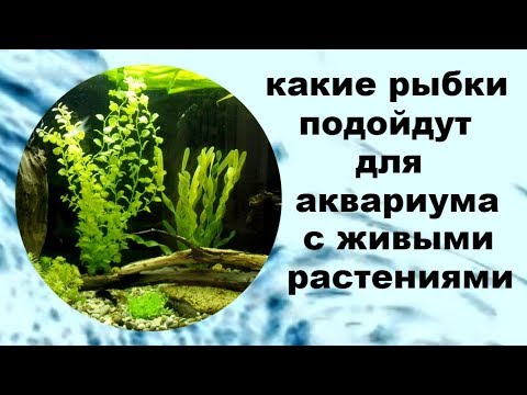 Подходящие рыбки для аквариума с живыми растениями.