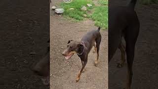 Video preview image #1 Doberman Pinscher Puppy For Sale in Buffalo, MN, USA