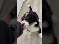 Mini Bernedoodle dogs for sale: Rusty - Video 1