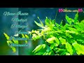 Vennilave Vennilave Song Ar Rahman Hits WhatsApp Status Muthu Edits