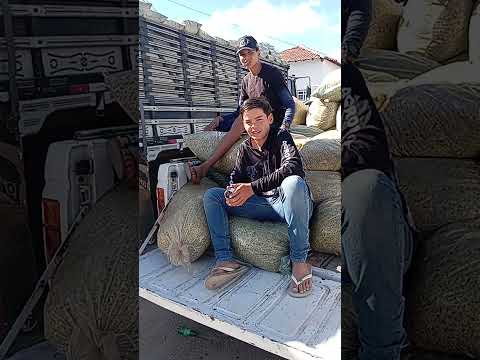 a simplicidade da roça feira do gado Lagoa Nova RN #viralvideo #caminhoparaumavidamelhor