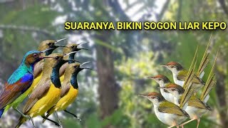 Download lagu TERBARU SUARA PIKAT SOGON KOMBINASI PRENJAK LUMUT RIBUT COCOK UNTUK MEMIKAT SOGON LIAR mp3 Download lagu TERBARU SUARA PIKAT SOGON KOMBINASI PRENJAK LUMUT RIBUT COCOK UNTUK MEMIKAT SOGON LIAR mp3