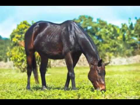 Ice Axe racehorse 2007_2020