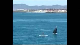 'Holy Cow!' Paddleboarder Nearly Hit by Whale