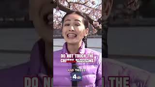 Download lagu TOLONG JANGAN MEMETIK ATAU MENYENTUH BUNGA SAKURA!! #trending #kaburajadulu mp3