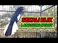 Suara Burung Kacer Gacor Memanggil Lawan Ampuh Buat Pancingan