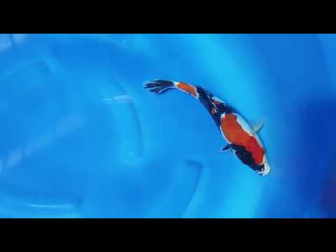 N 2821 01  D SHOWA 28CM  BLITAR