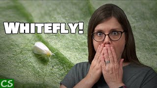 Whitefly Treatment for Plants - How to Control Whiteflies