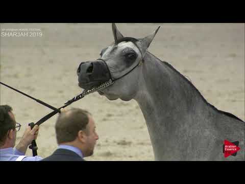 N 102 ANWAAR AL BIDAYER   Sharjah International 2019