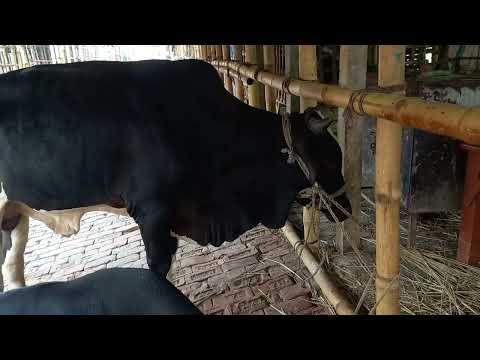 American Ranchers Raise 30,1 Million Beef Cattle This Way - American Cow Farm / caw farm