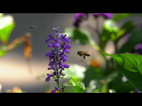 Museu do Palácio do Rei Jan III em Wilanów, Polônia - Primavera nos jardins
