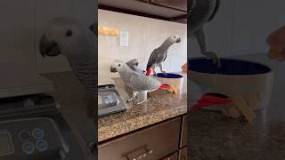 Three African Greys Playing on the Counter