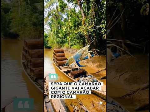 INVASÃO DE CAMARÃO GIGANTE NO PARÁ #camarão #shrimp #barcarena #para #invasao