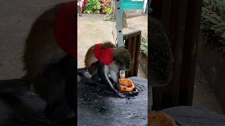 Monkey business in Grenada #shorts  #grenada