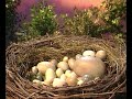 Sesamstraat Sesame Street Let S Lay An Egg Dutch
