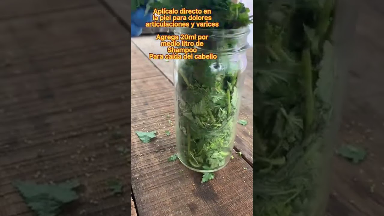 Formas de usar la ortiga Mayor, caída de cabello, dolor en articulaciones, varices