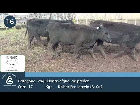 Lote VQ CGP - Lobería Bs As
