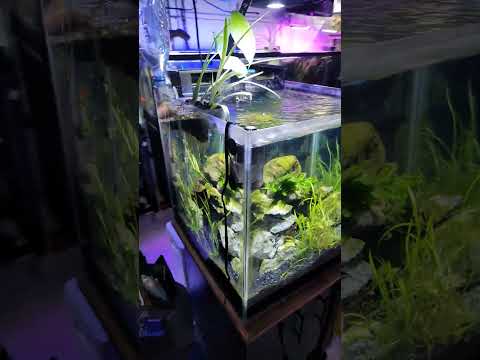 35 Gallon Cube Aquarium