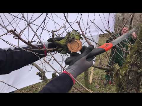 Obstbaumschnitt Schattenmorelle