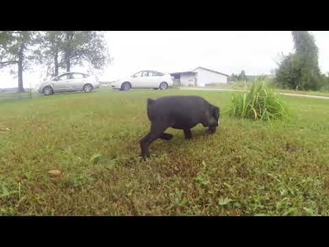 Cute Annie the Valley Bulldog
