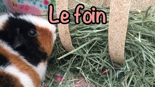 Le foin - 1ère, 2e, 3e coupe - Lequel donner - Cochon d'inde