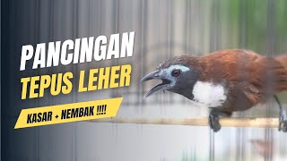 Download lagu pancingan kasar tepus leher putih gacor mp3 Download lagu pancingan kasar tepus leher putih gacor mp3