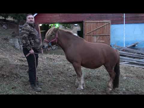 Caii lui Dorin de la Marisel, Cluj - 2020 Nou!!!