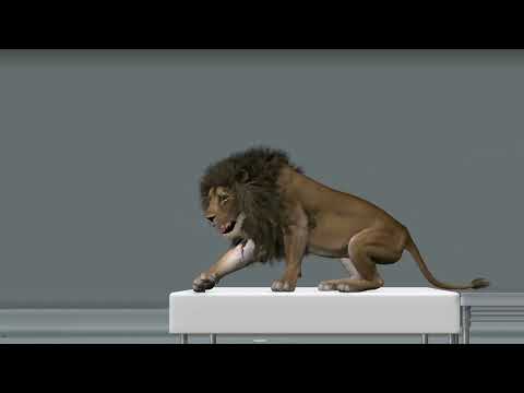 Realistic Lion 3d Animation