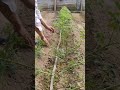 High Yield Tomato Farming No Water Three Days Before Put Down Satisfying Shortsvideo