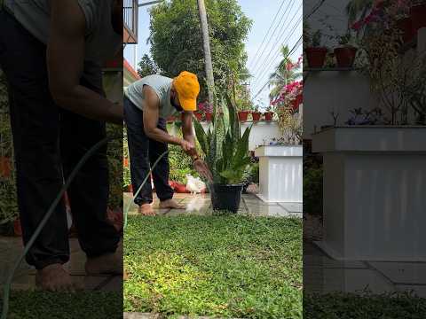 Snake plant | indoor plant | voiceover 🎙️ #jishnuuthaman #plants #garden #plantslover #homegarden