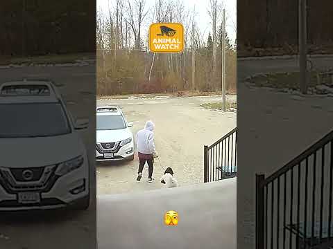 Les meilleurs ratés d'animaux sur internet ! 🤣