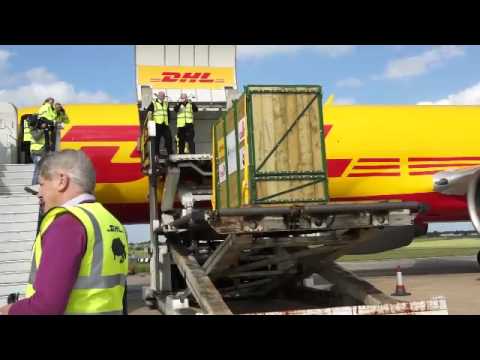 DHL transports endangered black rhinos back to the wild