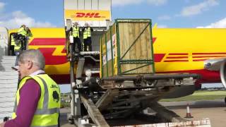 DHL transports endangered black rhinos back to the wild