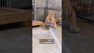 how tigers at the zoo bathe 💕 #shorts #funny #tiger