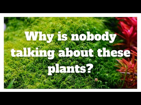 My Top 9 Easy Aquarium Plants Not Many People Talk About