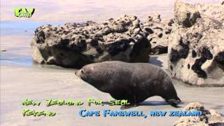 preview picture of video 'New Zealand fur seal - Kekeno at Cape Farewell'