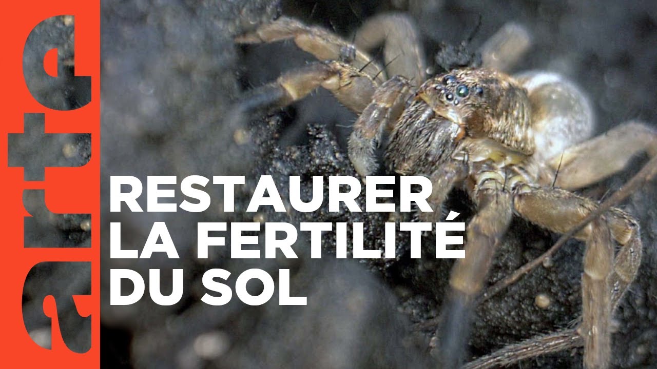 Le sol, royaume du vivant | ARTE