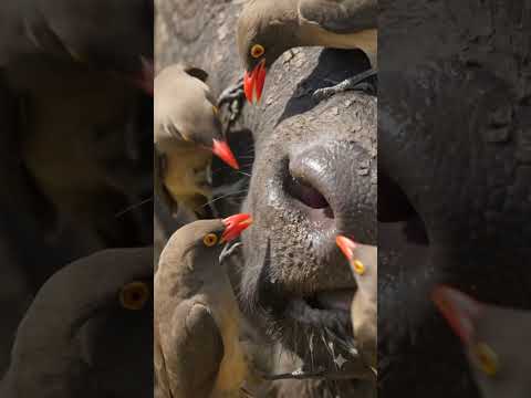 Muddy Birds - The Truth - Misc Originals