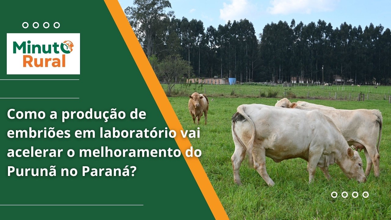Como a produção de embriões em laboratório vai acelerar o melhoramento do Purunã no Paraná?