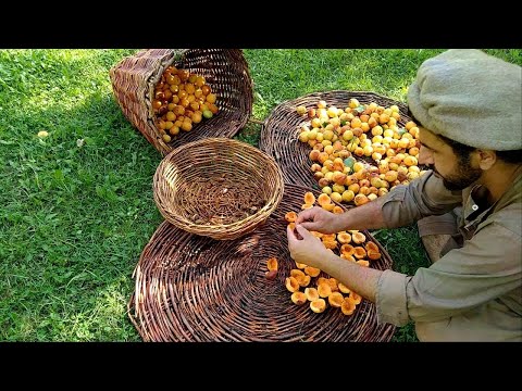 Harvesting Apricots | Sun Drying them and Making Jam