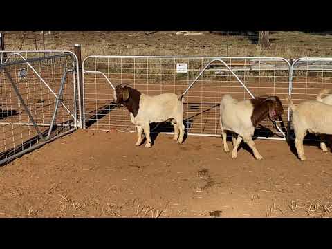 SLAM DUNK - 139, 398, 8, 71, 151