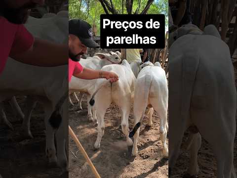 Preços de parelhas na feira de gado de Fátima, Flores-PE