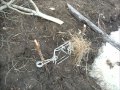 Early Spring Beaver Trapping 